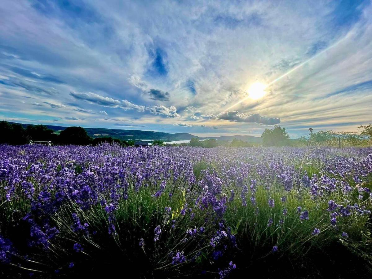 Natura Hill Zebegeny - Butik Szobak Es Etterem Bagian luar foto